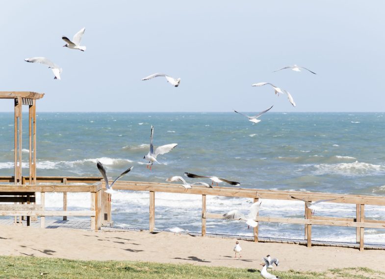gulls-embankment-near-waving-sea