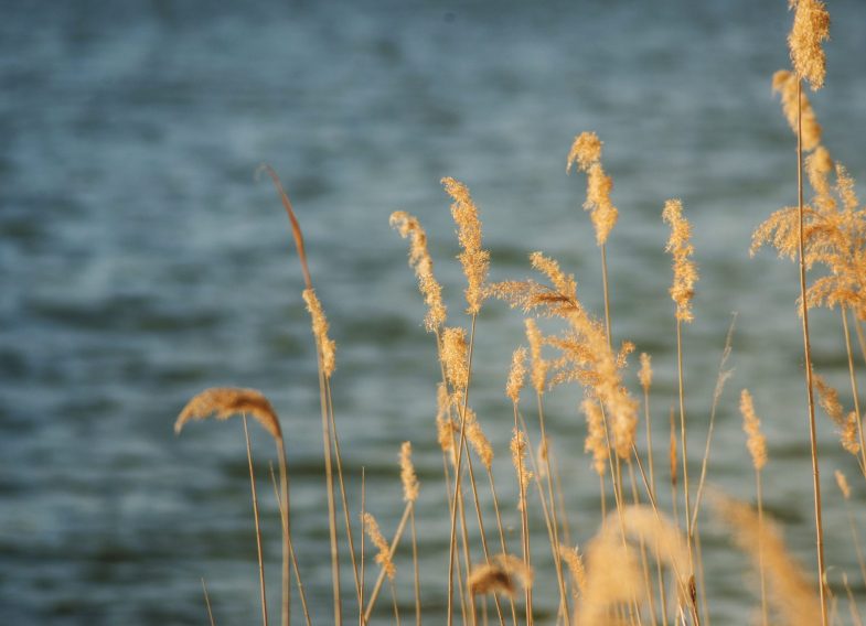 vegetation-with-lake-background